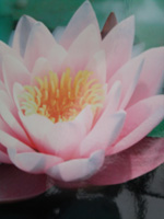 Transitions Counselling