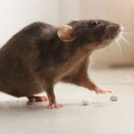 Help Me Pest Control