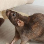 Help Me Pest Control