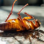 Help Me Pest Control