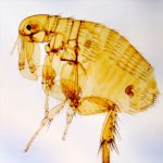 Help Me Pest Control