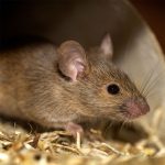 Help Me Pest Control