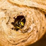 Help Me Pest Control