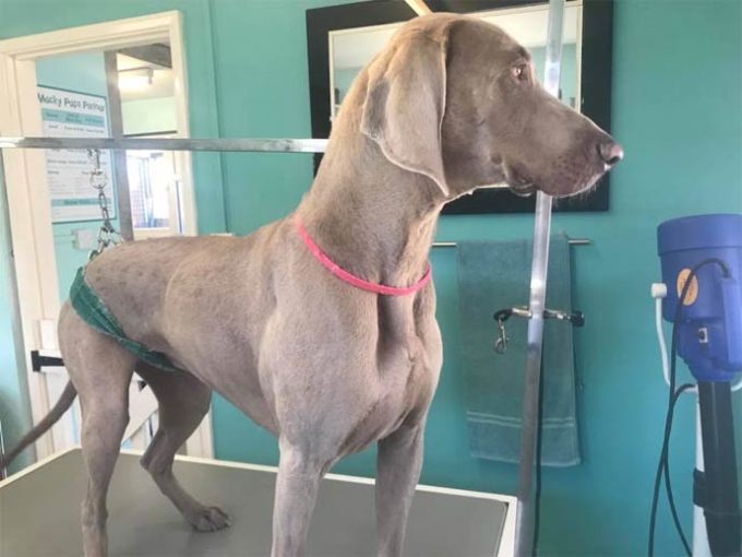 Bell Reed Kennels what's on in Sussex Events Hotels Sussex