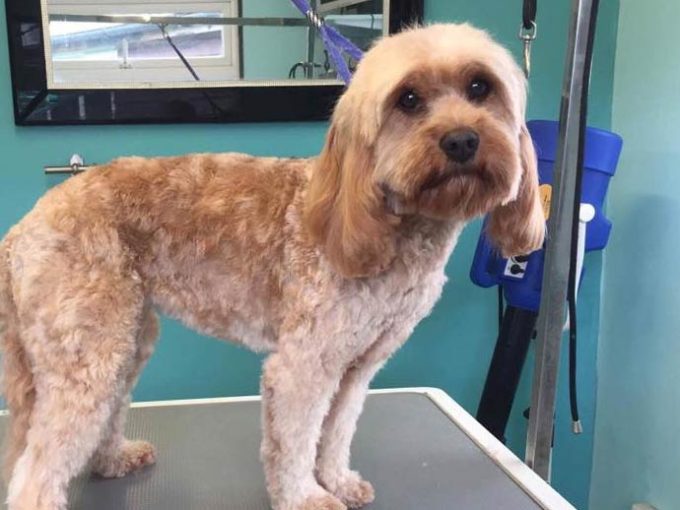 Bell Reed Kennels what's on in Sussex Events Hotels Sussex